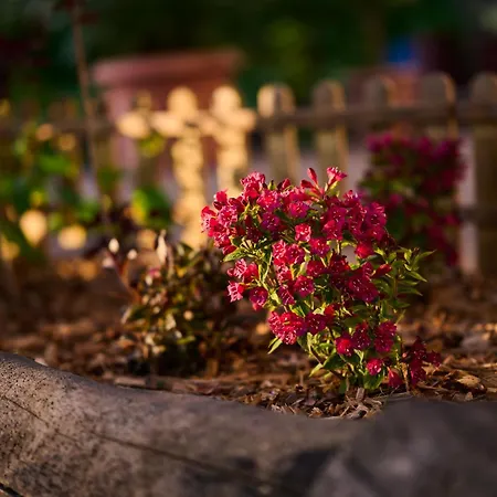 Koris Tanya Guest house Hodmezovasarhely