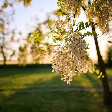 Koris Tanya Guest house